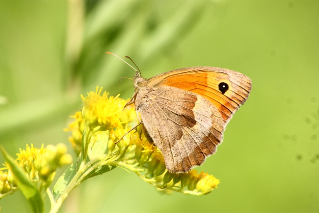 Farfalle e ambienti del parco del Ticino